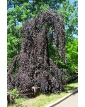 Бук лісовий Пурпуреа Пендула | Бук лесной Пурпуреа Пендула | Fagus sylvatica 'Purpurea Pendula'